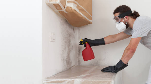 Professional Basement Mold Remediation technician working in York Springs, PA